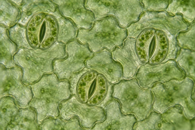Illustrative close-up of leaf stomata and their paired guard cells